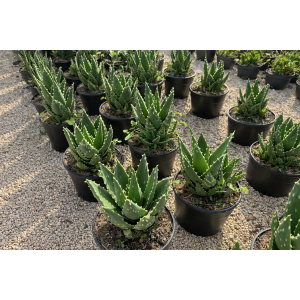 Aloe Mitriformis - výška 20-30 cm, kont. C5L 